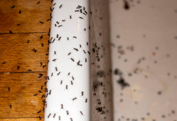 Best Wasp Removal Services  in Prieton, NC