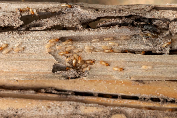 Best Best Pest Control Companies  in Prieton, NC
