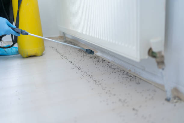 Best Local Pest Control Services  in Prieton, NC
