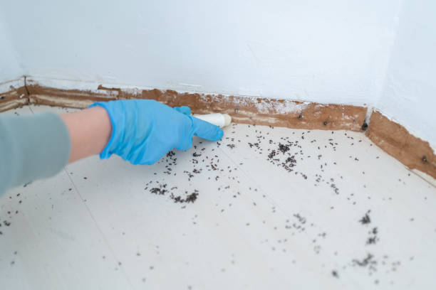 Best Insect Control  in Prieton, NC